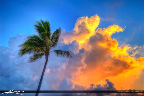 Coconut Tree At Fort Lauderdale Beach Park Sunrise Royal Stock Photo