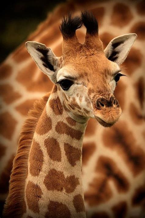 Giraffes Just Have That Face And Those Eyes Animais Silvestres