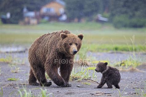 Female Brown Bear With Cub In Lake Clark National Park And Preserve