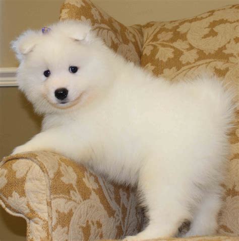 Samoyed Baby Samoyed Dogs Dogs Baby Animals