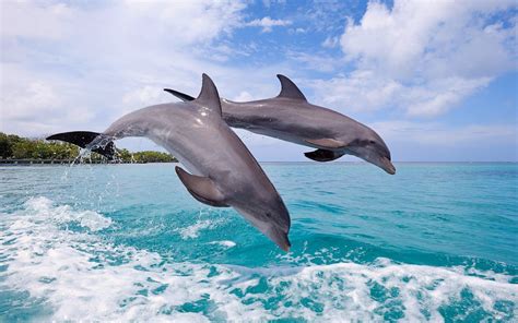 Dolphin Jumping Sea Wallpapers Hd Desktop And Mobile