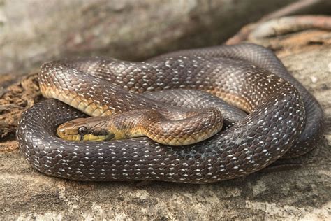 Da sie sich auf die jagd nach mäusen und anderen schädlingen machen, leisten die ungiftigen schlingnattern ebenfalls einen wertvollen beitrag zum ökologischen gleichgewicht. Schlange im Garten: was tun? | 6 Schritte - Gartenlexikon.de