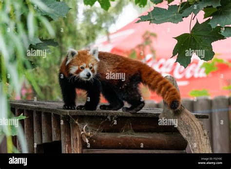 The Red Panda Ailurus Fulgens At Zoo Plock Poland Stock Photo Alamy