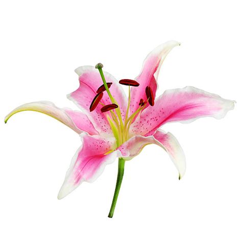 710 Pink Tiger Lilies Stock Photos Pictures And Royalty Free Images