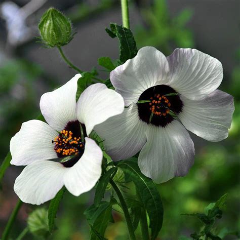 Hibiscus 'Simply Love' Hibiscus Trionum - 15 Seeds | Flower seeds, Hibiscus plant, Hibiscus
