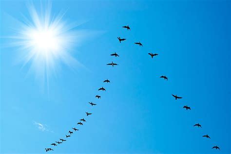 Zugvögel — zugvögel, vögel, die mit eintritt der ungünstigen jahreszeit in wärmere klimate gehen, im gegensatz zu den stand und strichvögeln, die ihren standort kaum verlassen oder weniger weite und. Wie können sich Zugvögel eigentlich orientieren? - WAS IST WAS