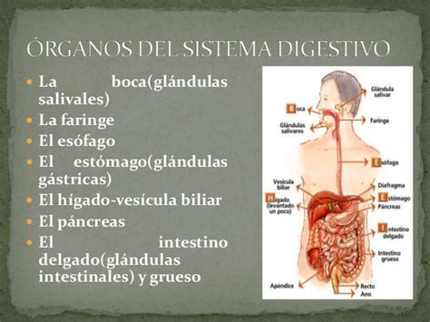 Glandulas Anexas Del Sistema Digestivo