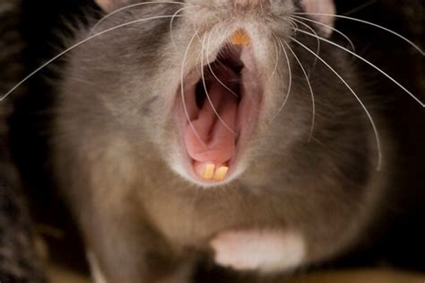 Cannibal Rats On The Rise Across The Uk As Sightings Of Starving Vermin