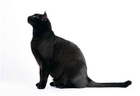 Best Beautiful Black Cat Sitting Stock Photos Pictures And Royalty Free