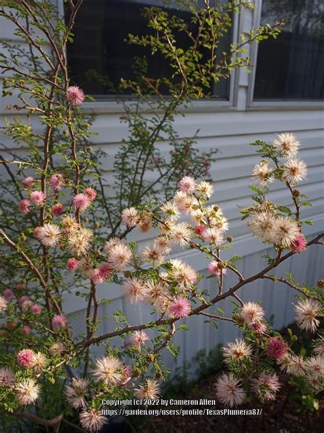 Photo Of The Bloom Of Pink Mimosa Mimosa Borealis Posted By