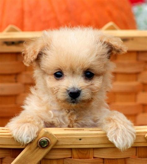 The pomapoo is cross between a toy poodle and a pomeranian. Pomapoo (Pomeranian-Poodle mix) Info, Temperament, Puppies, Pictures