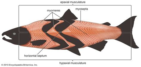 Epaxial Muscle Anatomy