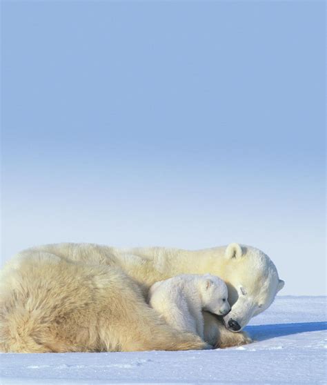 Mother Polar Bear And Cub Sleeping By Art Wolfe