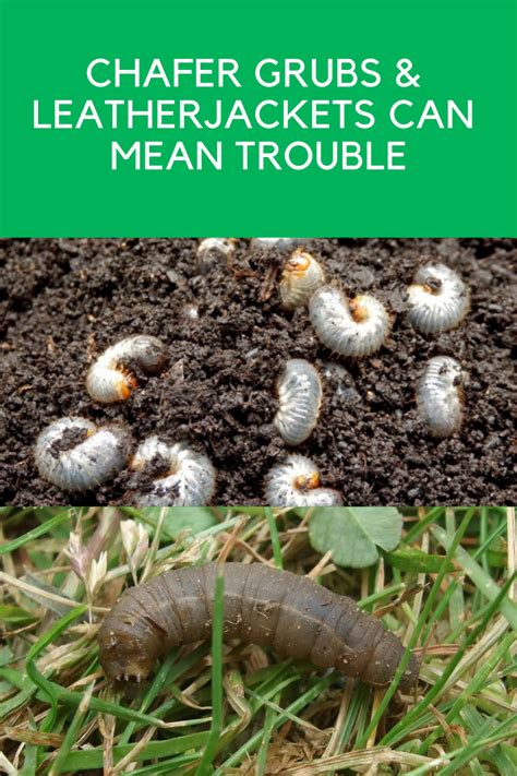 Chafer Grubs And Leather Jackets