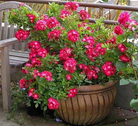40 Best Flower Pot Arrangements Images On Pinterest