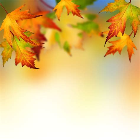 Free Download Autumn Leaves Backgrounds Wallpapers Autumn Leaves