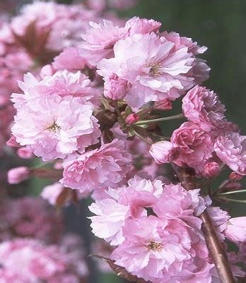 Details about kwanzan cherry trees double pink flowers you. Kwanzan Flowering Cherry | Boyd Nursery Company