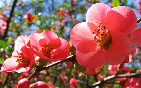 44 Bing Cherry Blossom Wallpaper On Wallpapersafari