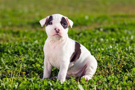Despite its tough look, the american staffordshire terrier is affectionate and loving. American Staffordshire Terrier Steckbrief | mein-haustier.de