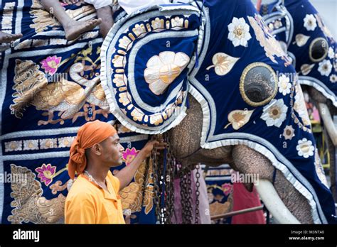 Sri Lanka Kandy Esala Perahera Parade Elephants Costume Caparison