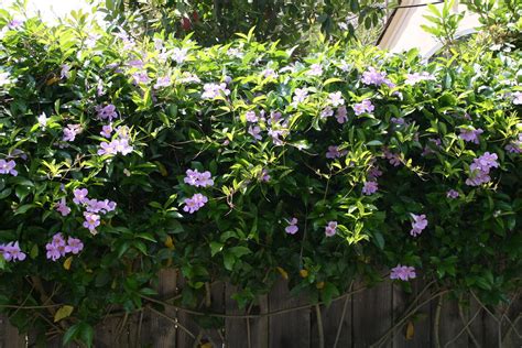 Here the red trumpet vine covers, along with a lavender trumpet vine, a wall and the sides of 2 buildings downtown in santa barbara. Lavender Trumpet Vine - Clytostoma callistegoides | A row ...