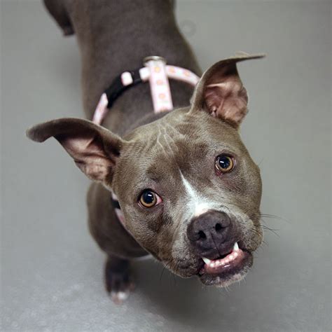 Cats shown below are available for adoption in new york city. Sapphire - SPCA of Texas (Dallas) | Animals, Dogs, Spca