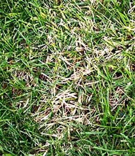 Techniques for killing a zoysia grass lawn including little known tips from experts. Removing Zoysia grass from your cool season lawn