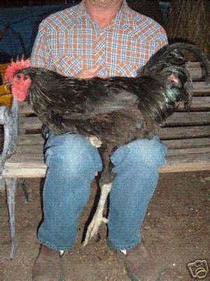 1 in gdp, followed by texas and new york. Black Jersey Giant - the largest chickens in the world ...
