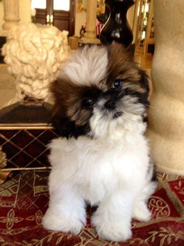 The puppies have been raised in a very beautiful imperial shih tzu puppies. AKC SHIH-Tzu puppies for Sale in Sacramento, California ...