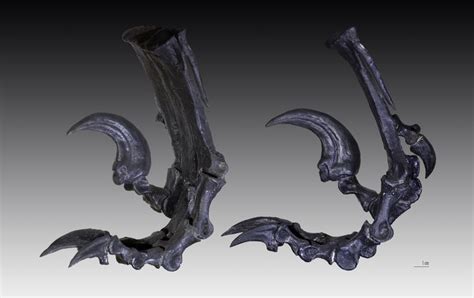 Dinosaur bones are the remains of dinosaurs and can be used to train the prayer skill. https://www.google.com/blank.html | Dinosaur fossils, Velociraptor, Prehistoric creatures