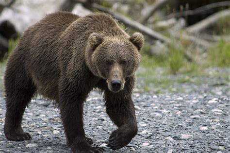How Strong Is A Kodiak Bear And How Fast Can They Run Robin Barefield