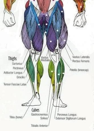 Everyone should list the structures within muscle. HanhChampion Blogspot: Basic Leg Exercises