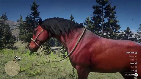 Check spelling or type a new query. Red Dead Redemption 2 - Red Chestnut Arabian Location ...