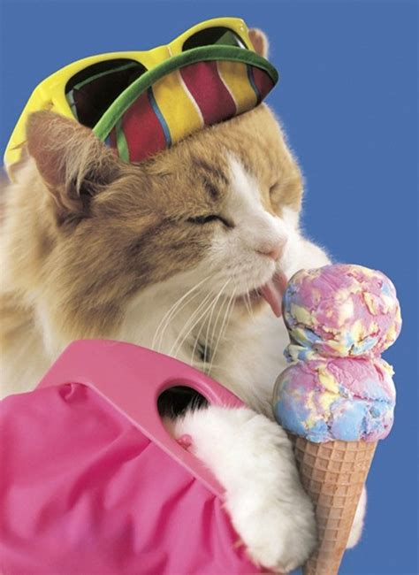 15 Hình ảnh Thú Cưng đáng Yêu Cute Cats Eating Ice Cream Xem Ngay Và Cười Vỡ Bụng