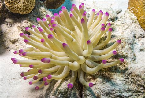 Sea Anemone Facts And Beyond Biology Dictionary