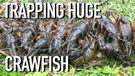 Trapping Huge Crawfish In My Backyard Pond Youtube