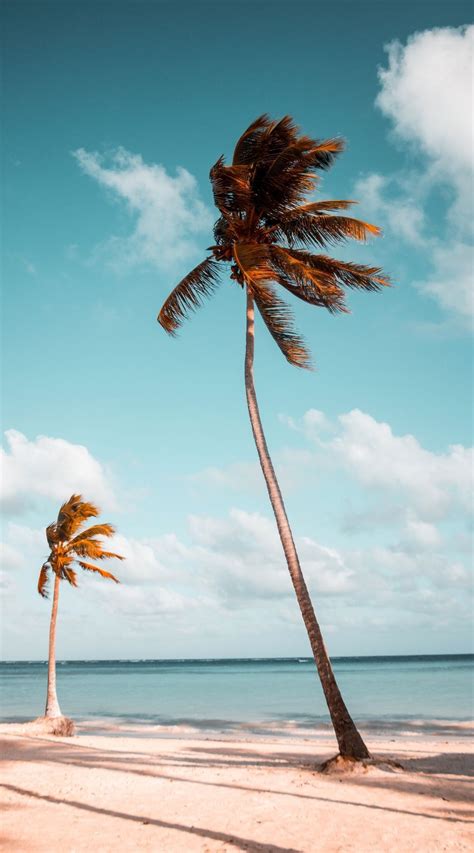 Aesthetic Palm Tree IPhone Wallpaper Beach Wallpaper Beach Pictures Tree Wallpaper Pink