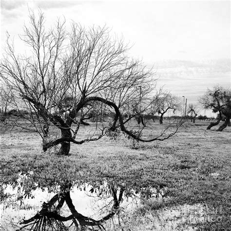 Tree Reflection Photograph By Matt Kennedy Fine Art America