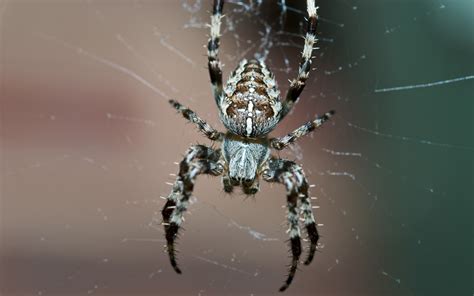 Wallpaper Spider Insect Legs Small X Wallhaven HD Wallpapers WallHere