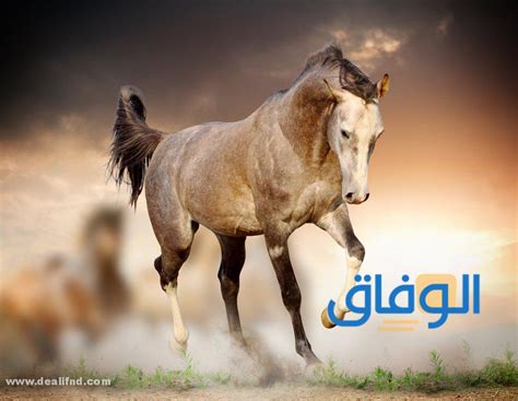 25 أجدد خلفيات خيول روعة لم تراها من قبل الوفاق