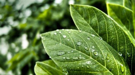 Photography Nature Green Leaves Water Drops Macro Wallpapers Hd