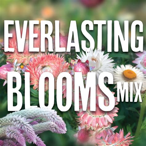 Everlasting Blooms Bulk Seed Mix Snake River Seed Cooperative
