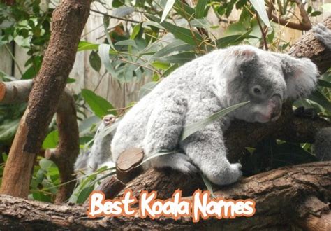 100 Best Koala Names Boy Girl Baby And Cute Koala Names