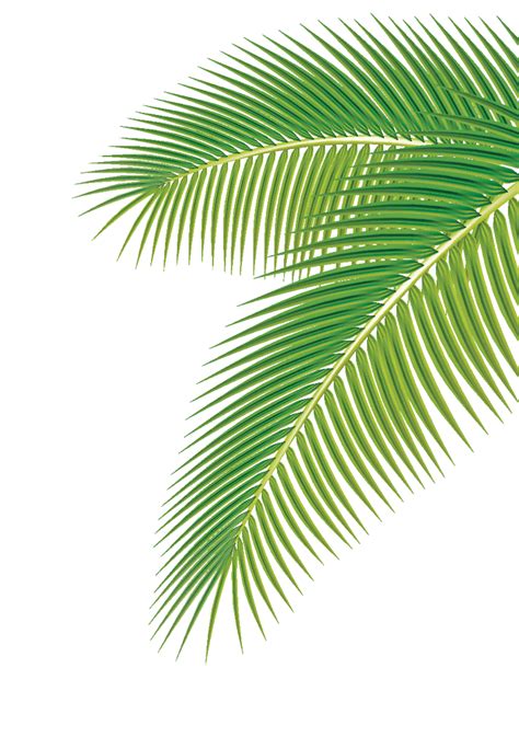 Arecaceae Leaf Euclidean Vector Clip Art Palm Leaf Png Download 704