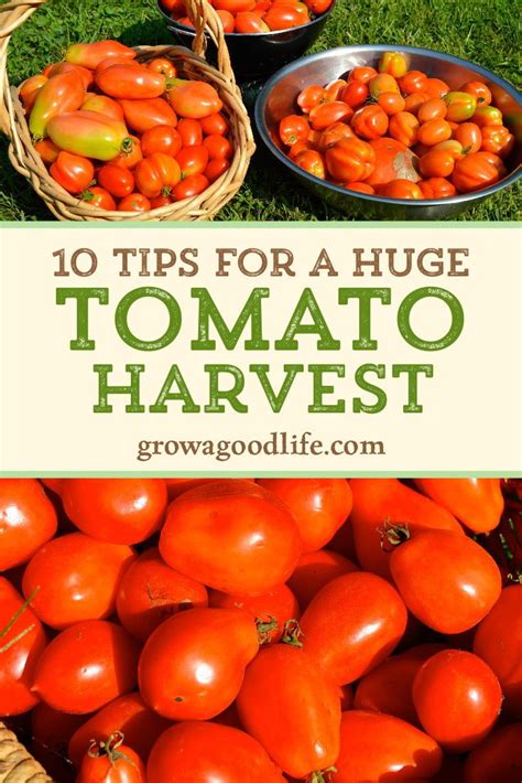 Growing Tomatoes 10 Tips To Improve Your Tomato Harvest Best Tasting