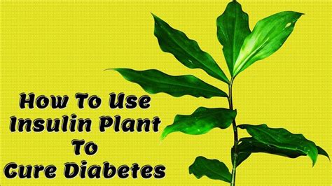 How To Use Insulin Plant To Cure Diabetes Discover Agriculture