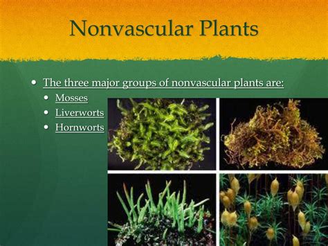 How Did The Nonvascular Plant Help Hold Soil Sc Garden Guru