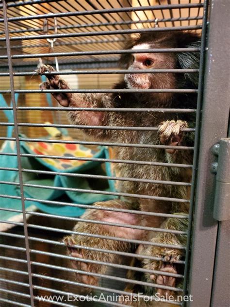 The pocket monkey is a precious pet to own and buy. Marmosets For Sale