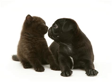 Black Pug Puppy And Black Kitten Photograph By Jane Burton Fine Art