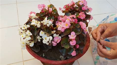 Care Of Begonia Plant How To Grow And Care Begonia